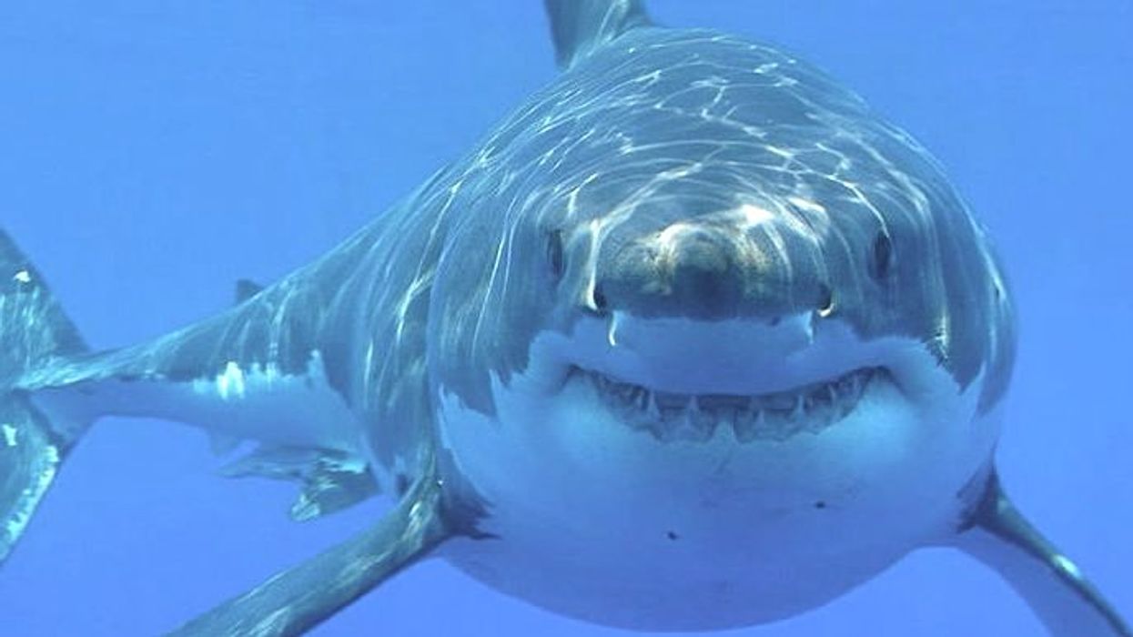 Watch: Great white shark feasts on seal 'buffet' off Nantucket
