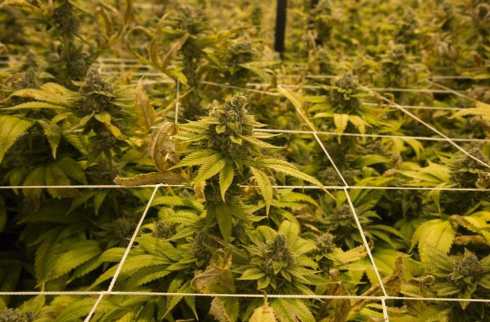 ShowGrow dispensary, downtown Los Angeles. (Photo by Pandora Young)