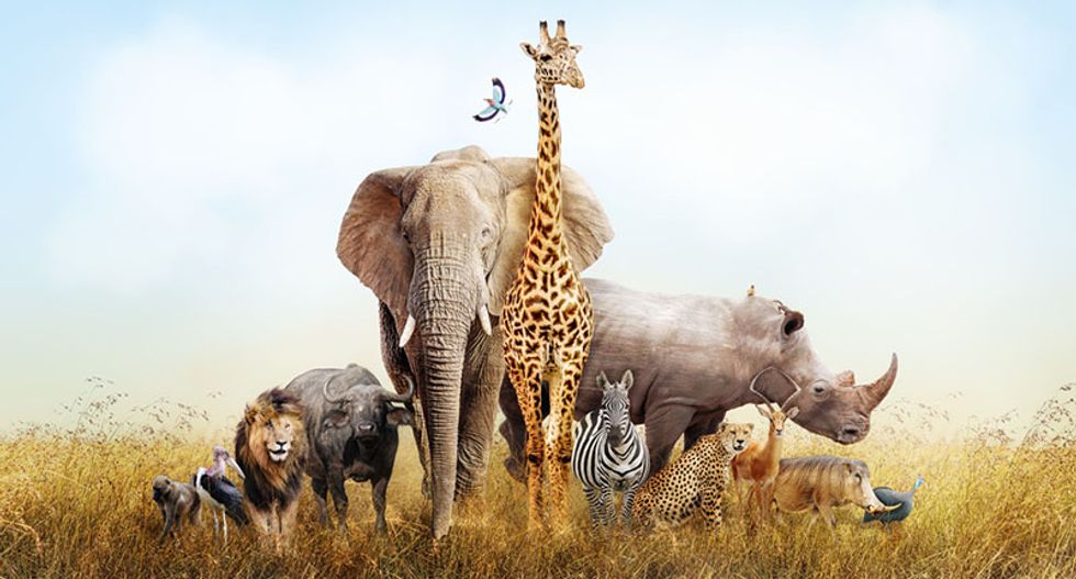 Here's what you need to know about the emotional lives of animals