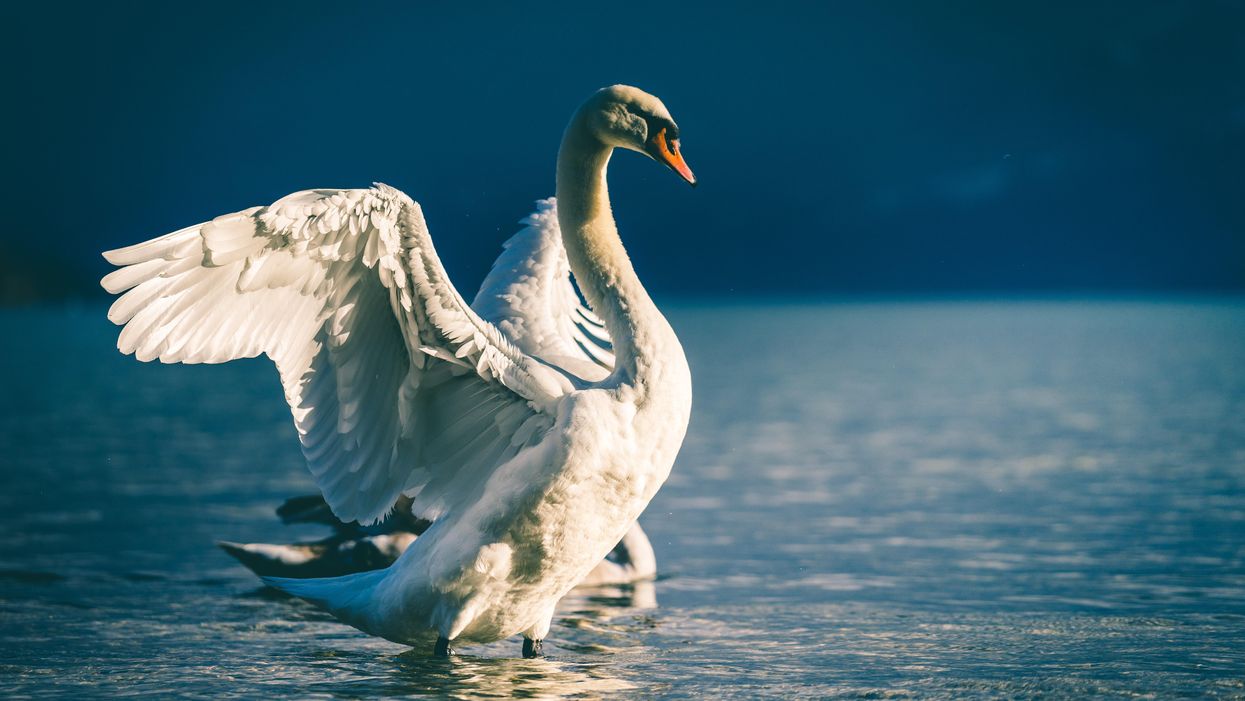 Russia’s last independent news channel played Tchaikovsky’s ‘Swan Lake’ as it was being shut down