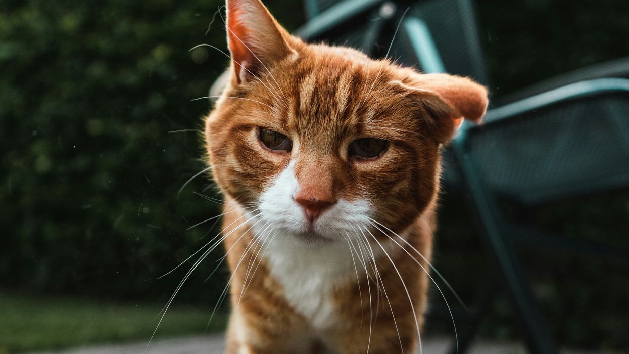 The mysterious gene responsible for orange color in cat coats has been found