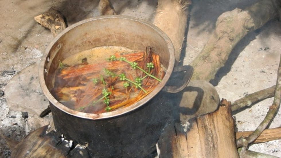 The Ayahuasca is stewed all day together with Chakruna leaves to activate the DMT