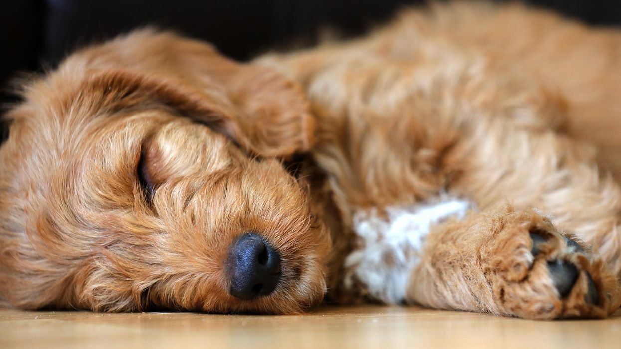 The heartbreaking truth about those cute doodle dogs