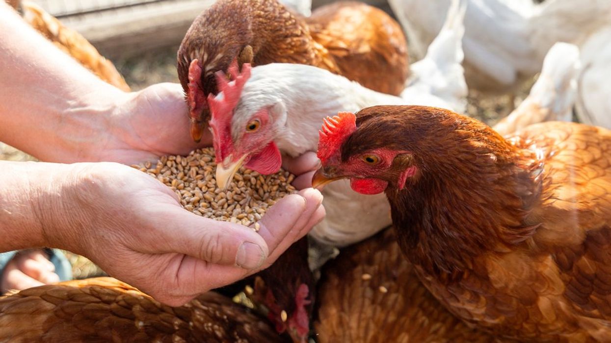 Highly pathogenic bird flu detected in a human for first time in Iowa