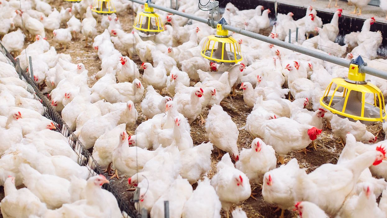 Four farm workers in Washington state appear to test positive for bird flu