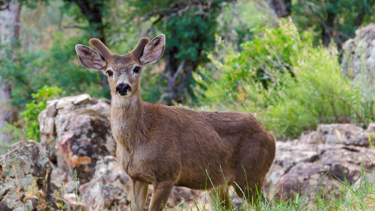 Possibility of wildlife-to-human crossover heightens concern about chronic wasting disease