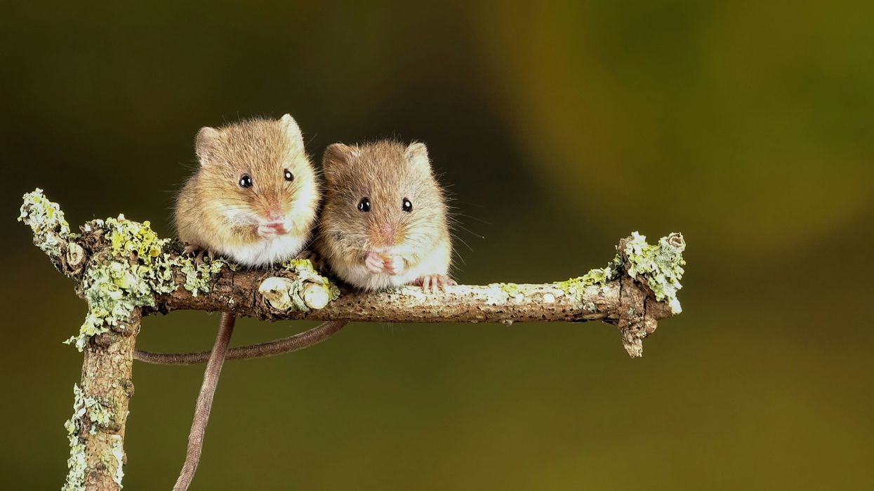 The ‘transgender mice’ lie: How Trump’s war on science is harming real people