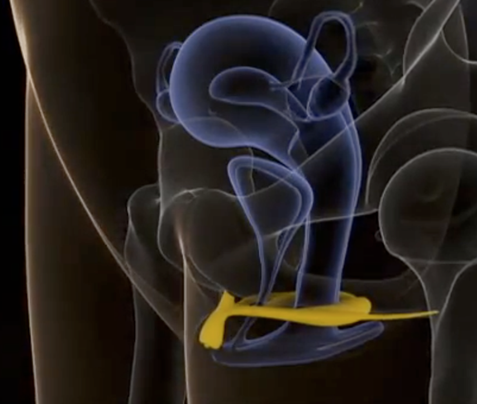 Until 2009, the human clitoris was an absolute mystery