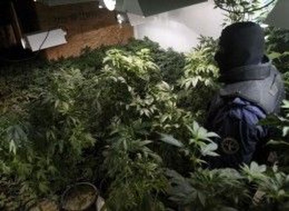 Weed