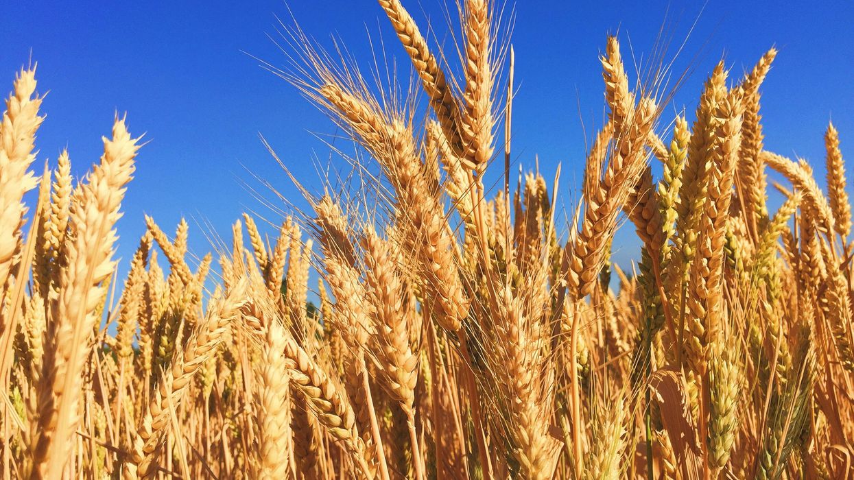 'A bad dream': Kansas farmer angered by Trump — and his 'Republican puppets'