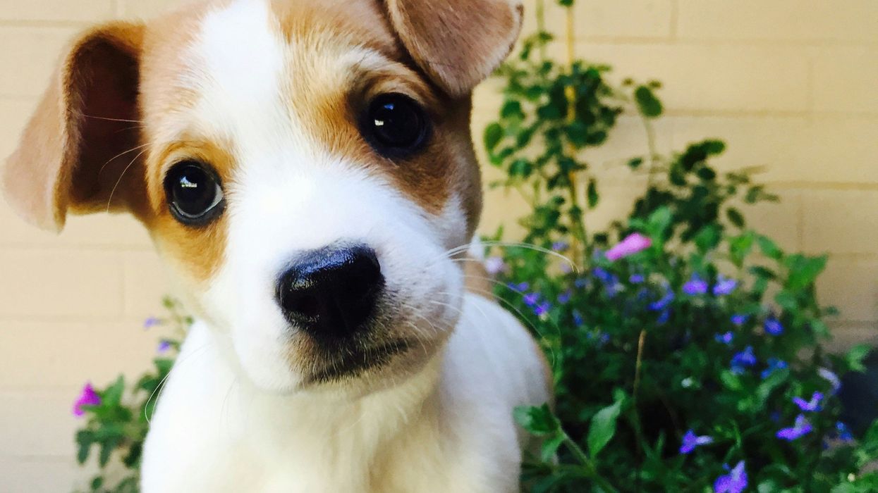How nepotism allegations and a peeing puppy set the stage for a Bay Area sheriff’s removal