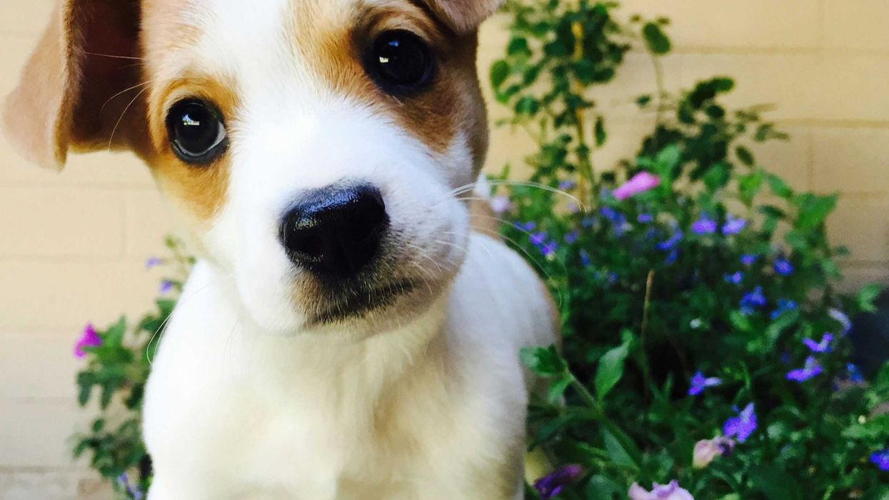 The progressive paradox of having a dog