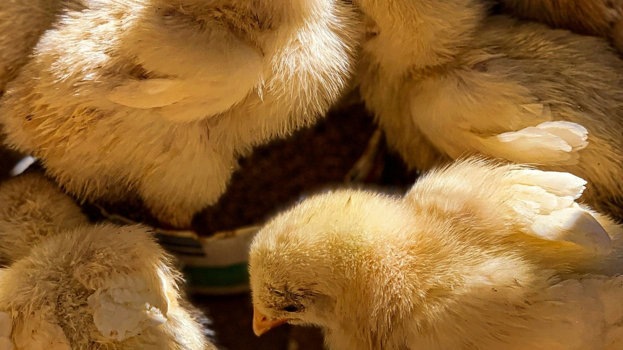 'Make chickens miserable again': Trump's California feud taken to 'ridiculous new level'