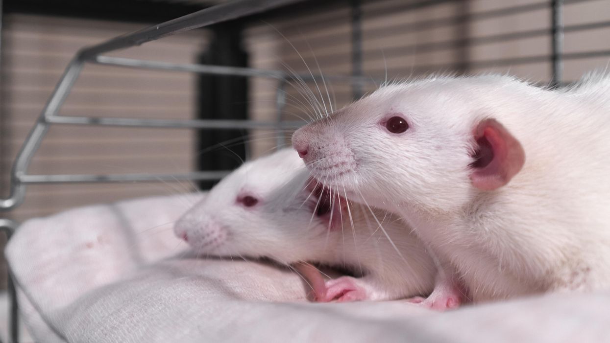 Most Americans generally oppose animal testing — will the US finally ban it?