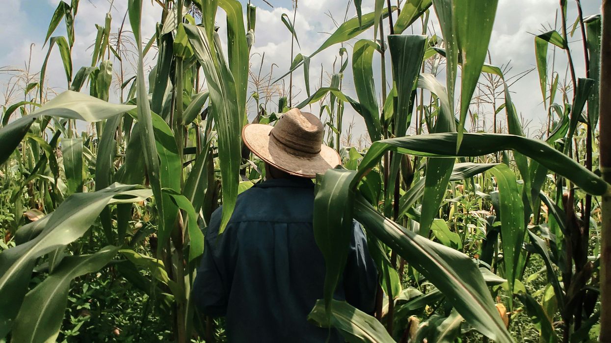 Arkansas farmers are facing catastrophe — and Trump is the reason why